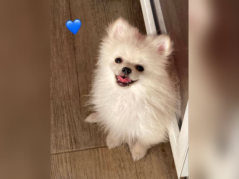 Zwergspitz/Pomeranian mit Ahnentafel