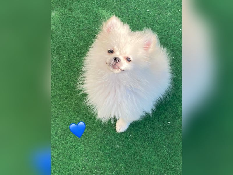Zwergspitz/Pomeranian mit Ahnentafel