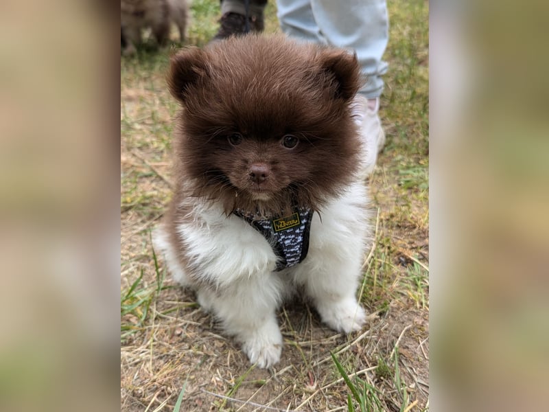 Zwergspitz Pomeranian Rüde in choco weiß