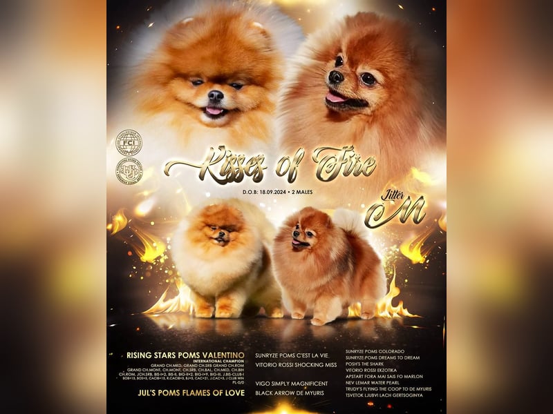 Pomeranian Spitz Muffin – kleiner Champion, bereit Ihr Herz zu erobern!