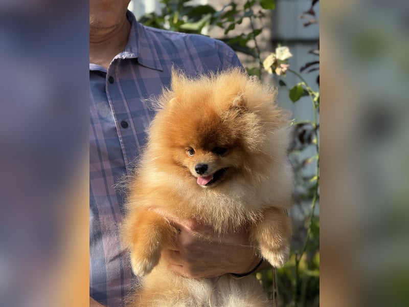 Nobel ist ein wunderschöner Pomeranian mit dichtem Fell und liebevollem Charakter.