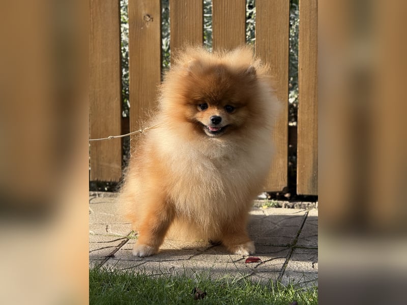 Nobel ist ein wunderschöner Pomeranian mit dichtem Fell und liebevollem Charakter.