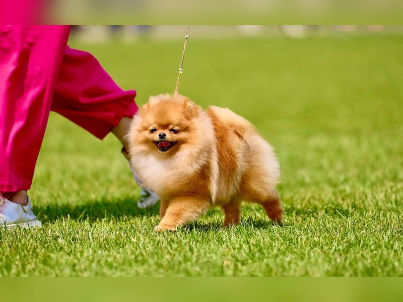 Pomeranian Spitz Muffin – kleiner Champion, bereit Ihr Herz zu erobern!