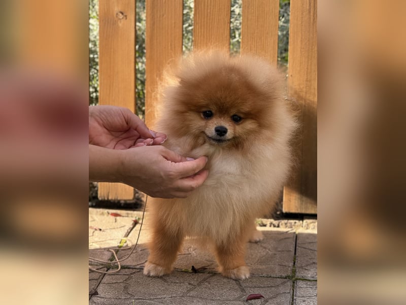 Nobel ist ein wunderschöner Pomeranian mit dichtem Fell und liebevollem Charakter.