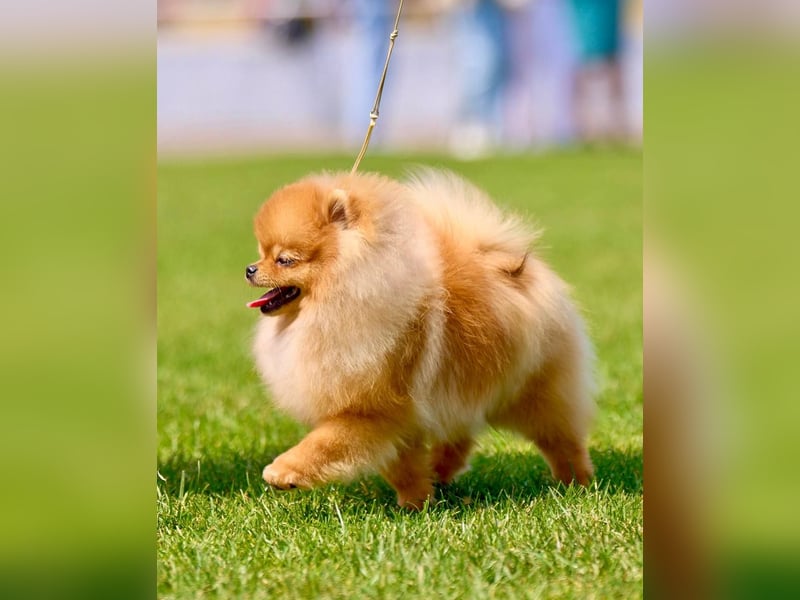 Pomeranian Spitz Muffin – kleiner Champion, bereit Ihr Herz zu erobern!