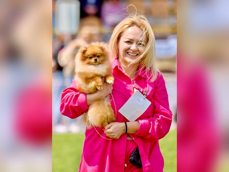 Pomeranian Spitz Muffin – kleiner Champion, bereit Ihr Herz zu erobern!