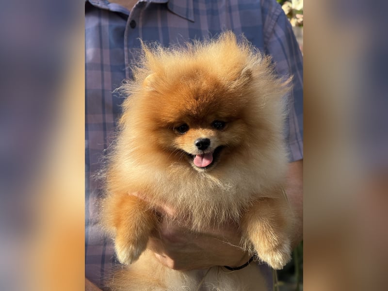 Nobel ist ein wunderschöner Pomeranian mit dichtem Fell und liebevollem Charakter.