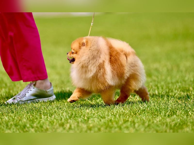 Pomeranian Spitz Muffin – kleiner Champion, bereit Ihr Herz zu erobern!
