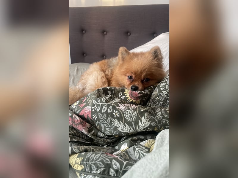 Zweispitz sucht ein neues Zuhause