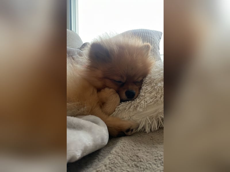Zweispitz sucht ein neues Zuhause