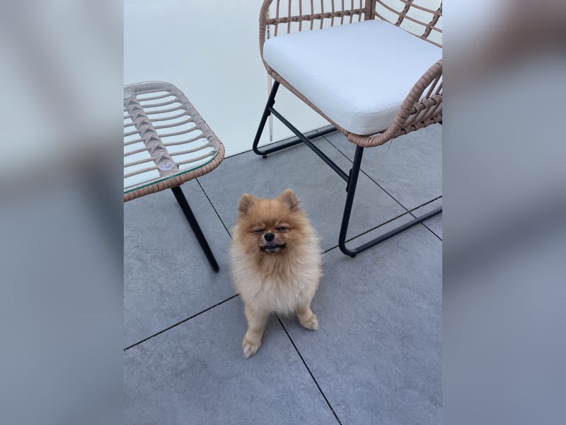 Zweispitz sucht ein neues Zuhause