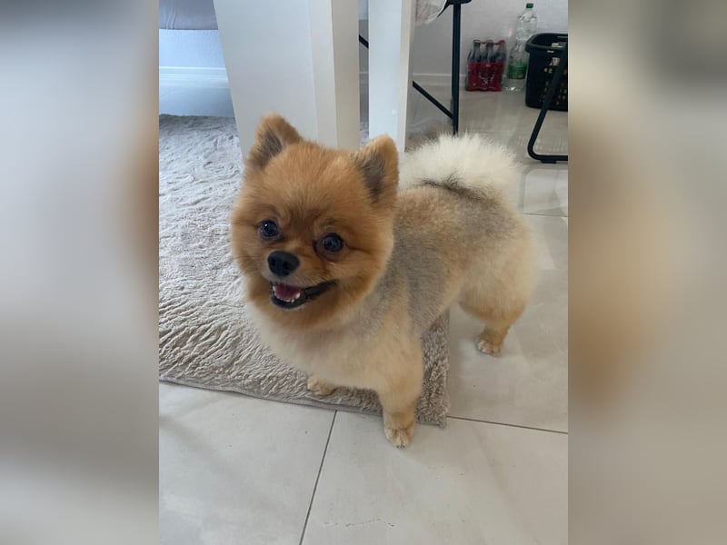 Zweispitz sucht ein neues Zuhause