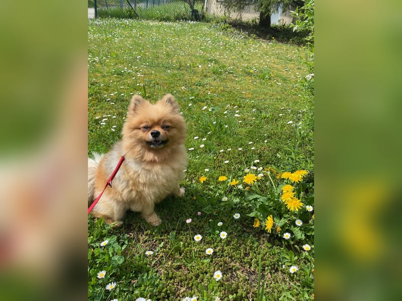 Zweispitz sucht ein neues Zuhause