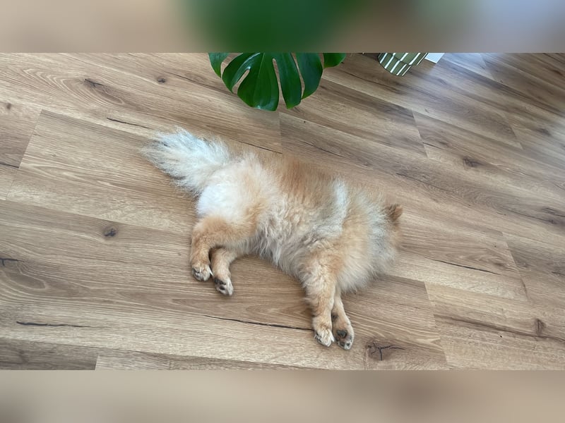Zweispitz sucht ein neues Zuhause