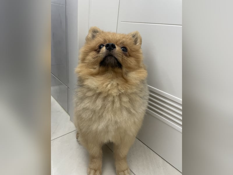 Zweispitz sucht ein neues Zuhause
