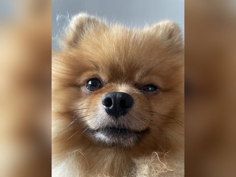 Zweispitz sucht ein neues Zuhause