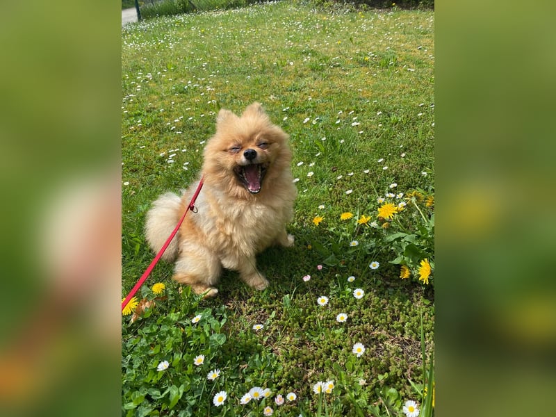Zweispitz sucht ein neues Zuhause