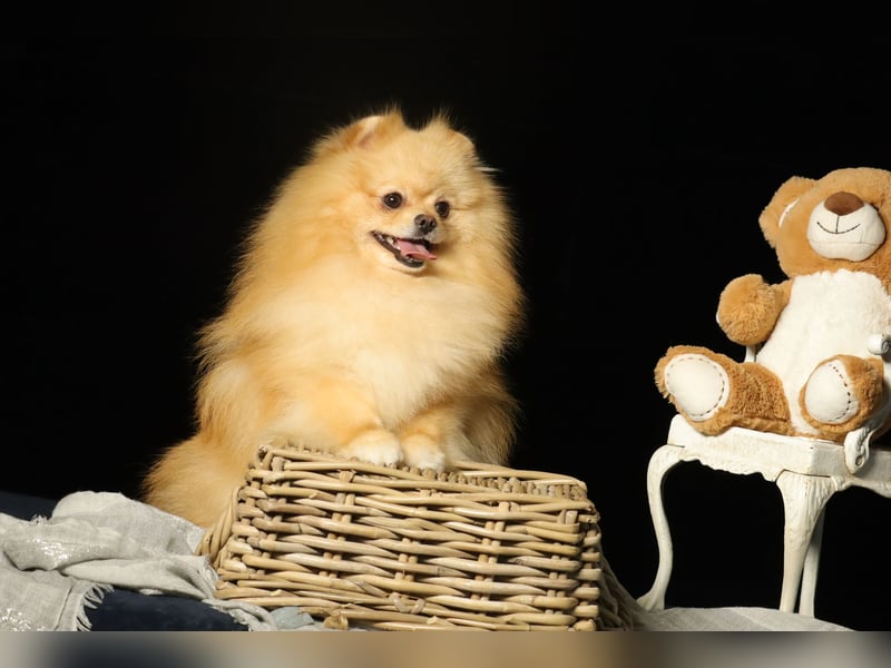 Wunderschöner, cremefarbener Pomeranian / Zwergspitz, Deckrüde (Kein Verkauf)