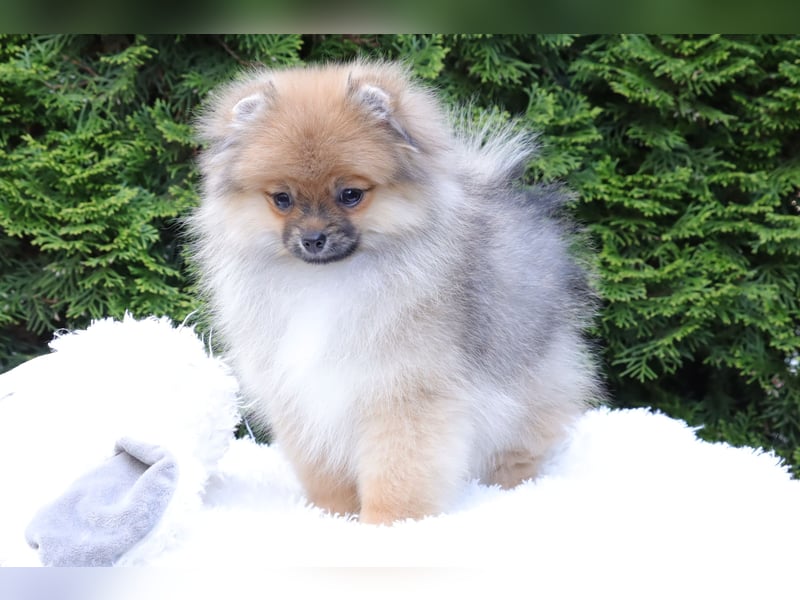 Zuckersüßer Pomeranian / Deutscher Zwergspitz Rüde sucht Zuhause