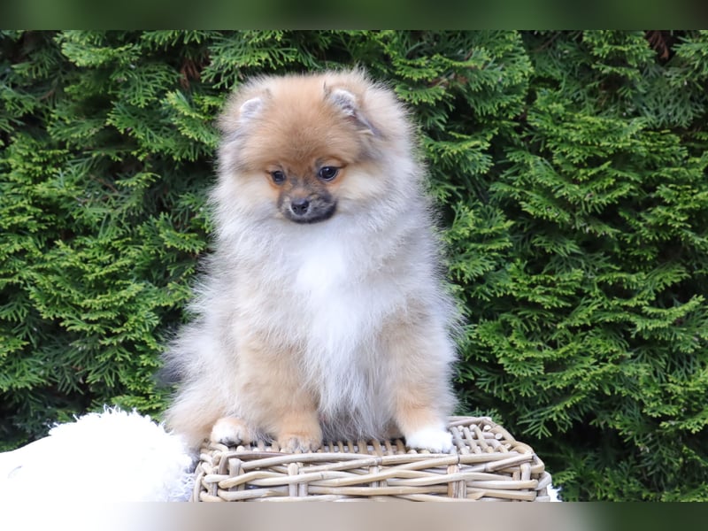 Zuckersüßer Pomeranian / Deutscher Zwergspitz Rüde sucht Zuhause
