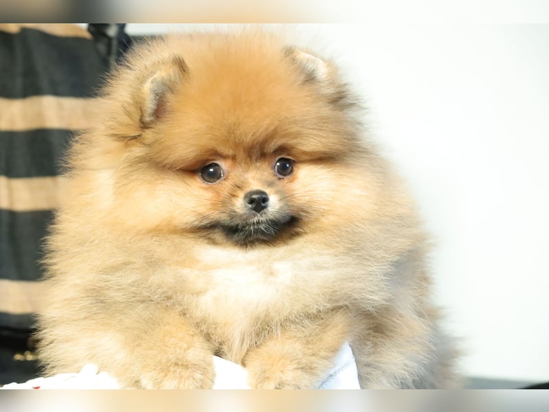 Kleiner und lieber Pomeranian Welpe (Rüde) zu verkaufen