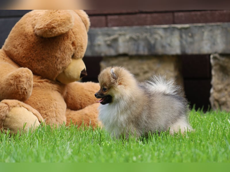 Zuckersüßer Pomeranian / Deutscher Zwergspitz Rüde sucht Zuhause