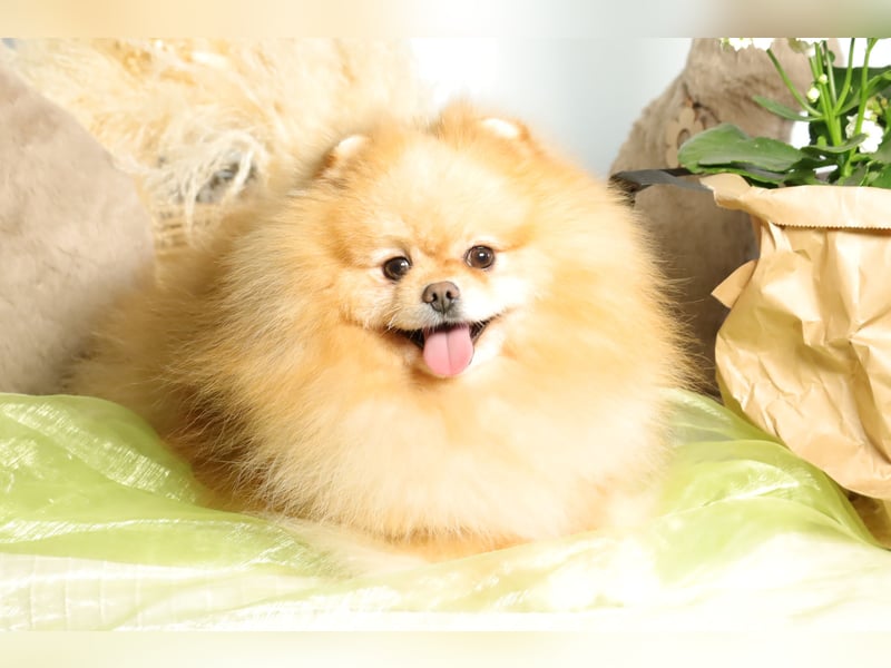 Wunderschöner Pomeranian (Zwergspitz) Rüde zum Verkauf