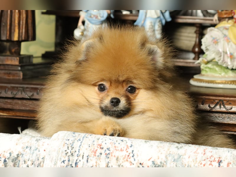 Pomeranian Welpe (Rüde) zu verkaufen