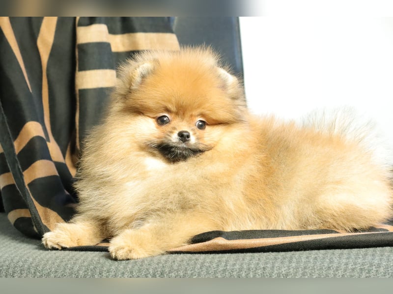 Kleiner und lieber Pomeranian Welpe (Rüde) zu verkaufen