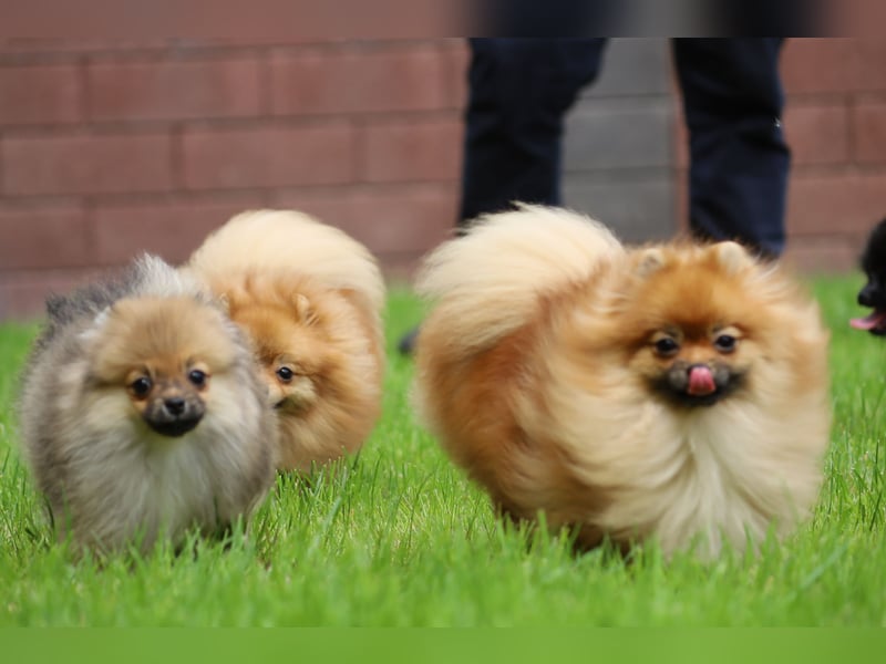 Zuckersüßer Pomeranian / Deutscher Zwergspitz Rüde sucht Zuhause