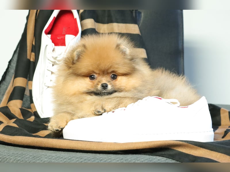 Kleiner und lieber Pomeranian Welpe (Rüde) zu verkaufen