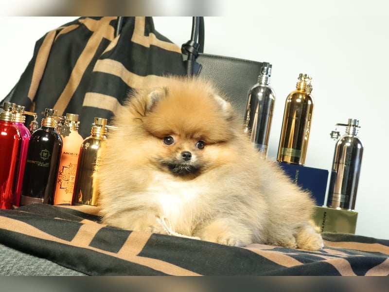 Pomeranian Welpe (Rüde) zu verkaufen