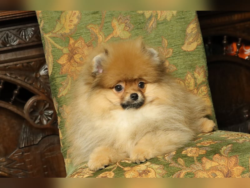 Pomeranian Welpe (Rüde) zu verkaufen
