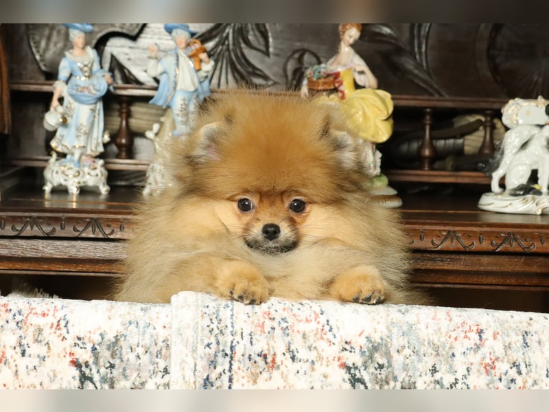 Pomeranian Welpe (Rüde) zu verkaufen