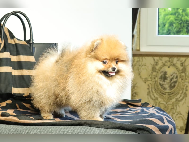 Pomeranian Welpe (Rüde) zu verkaufen