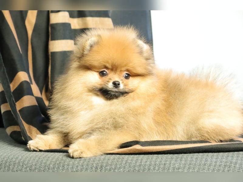 Pomeranian Welpe (Rüde) zu verkaufen