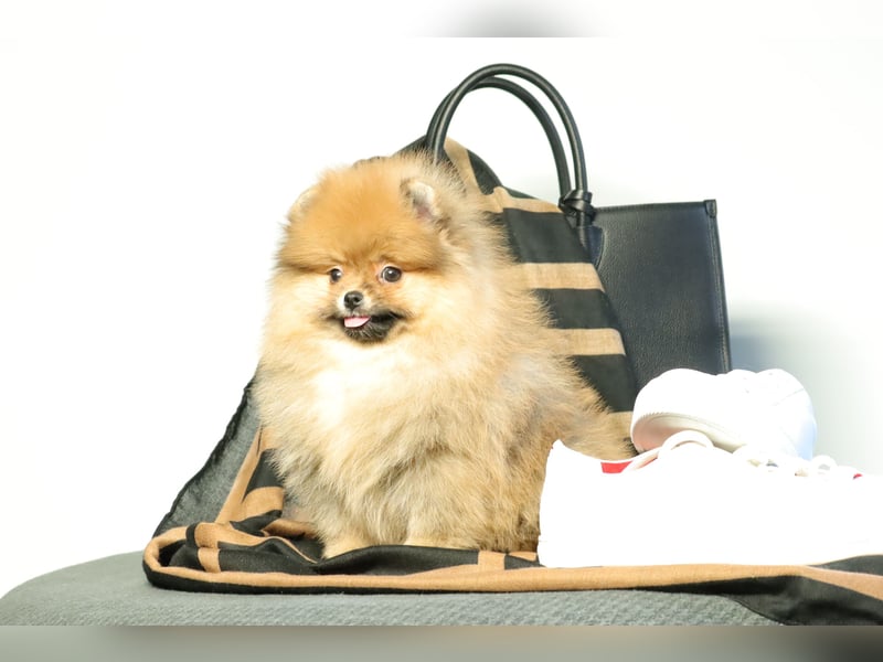 Kleiner und lieber Pomeranian Welpe (Rüde) zu verkaufen