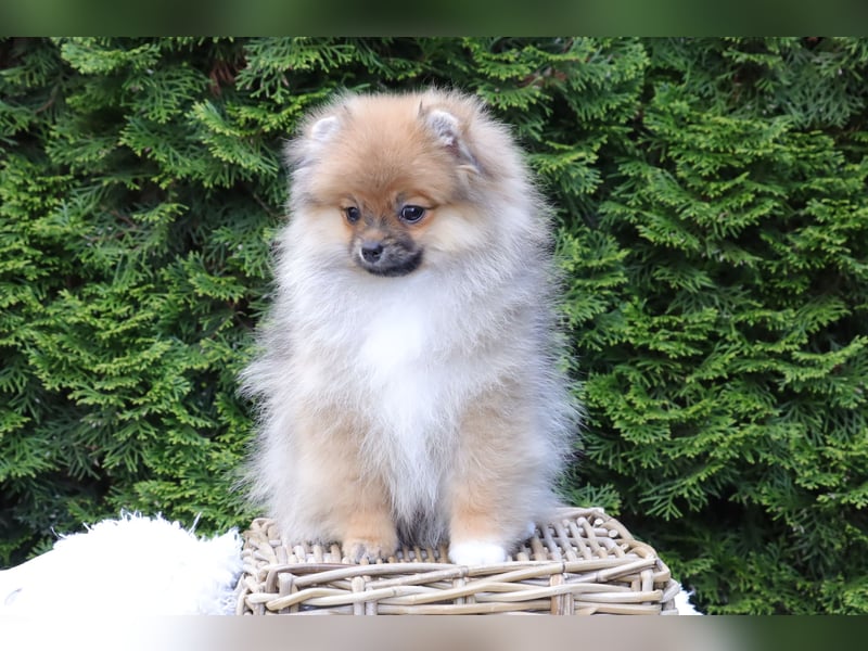 Zuckersüßer Pomeranian / Deutscher Zwergspitz Rüde sucht Zuhause
