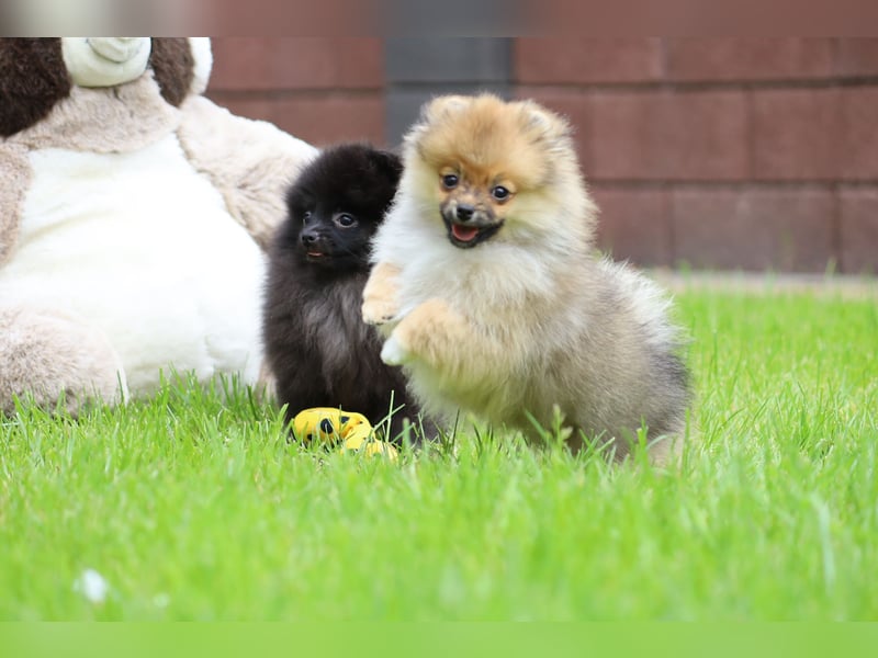 Zuckersüßer Pomeranian / Deutscher Zwergspitz Rüde sucht Zuhause