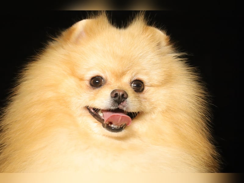 Wunderschöner, cremefarbener Pomeranian / Zwergspitz, Deckrüde (Kein Verkauf)