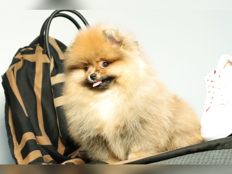 Pomeranian Welpe (Rüde) zu verkaufen