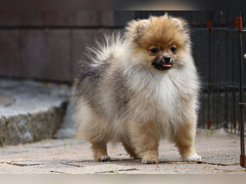 Zuckersüßer Pomeranian / Deutscher Zwergspitz Rüde sucht Zuhause