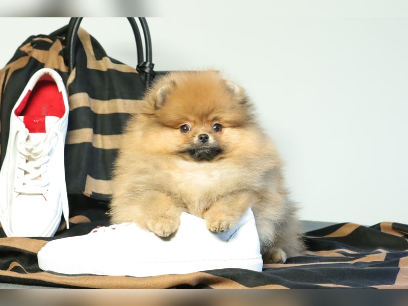 Pomeranian Welpe (Rüde) zu verkaufen