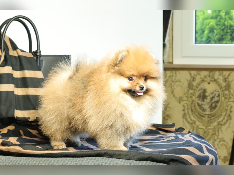 Kleiner und lieber Pomeranian Welpe (Rüde) zu verkaufen