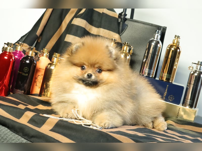 Kleiner und lieber Pomeranian Welpe (Rüde) zu verkaufen