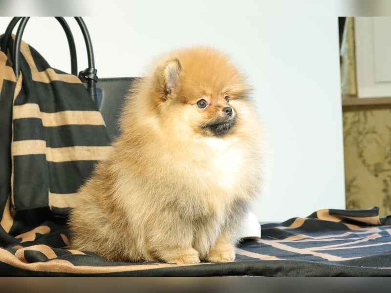 Kleiner und lieber Pomeranian Welpe (Rüde) zu verkaufen
