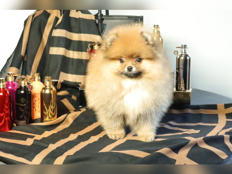 Pomeranian Welpe (Rüde) zu verkaufen