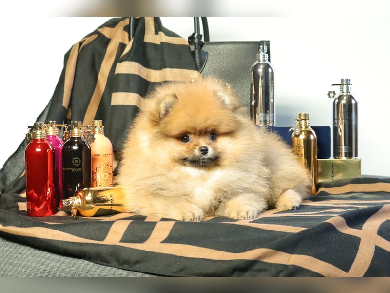 Kleiner und lieber Pomeranian Welpe (Rüde) zu verkaufen