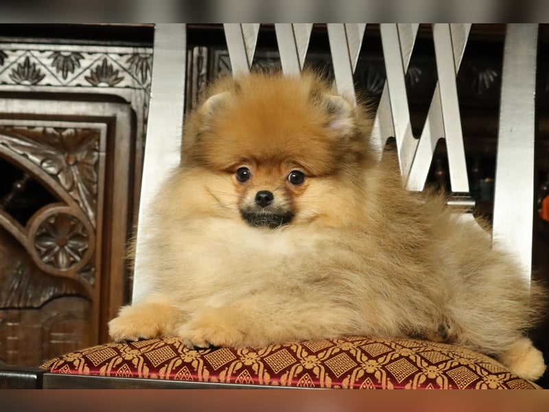 Pomeranian Welpe (Rüde) zu verkaufen