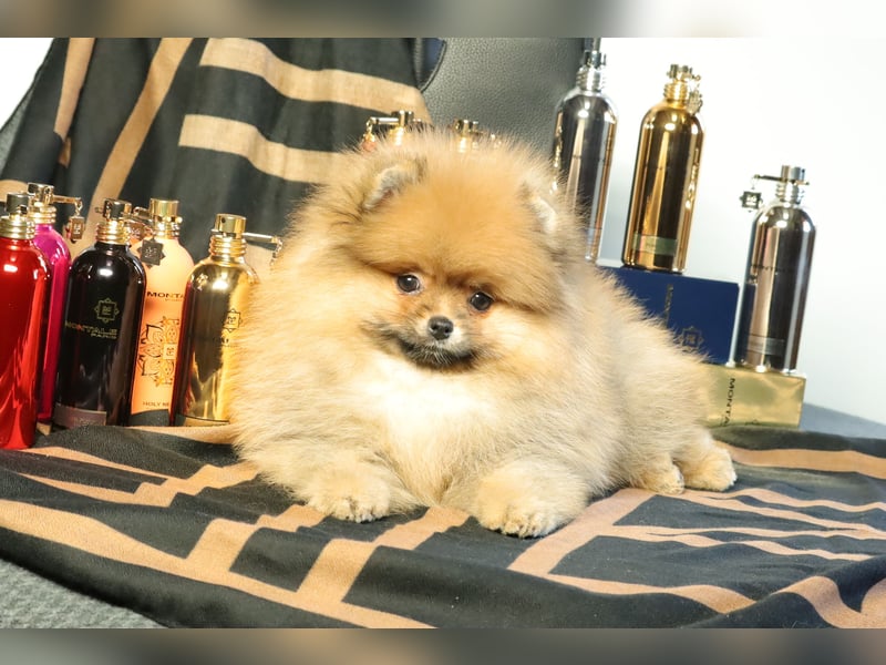 Kleiner und lieber Pomeranian Welpe (Rüde) zu verkaufen